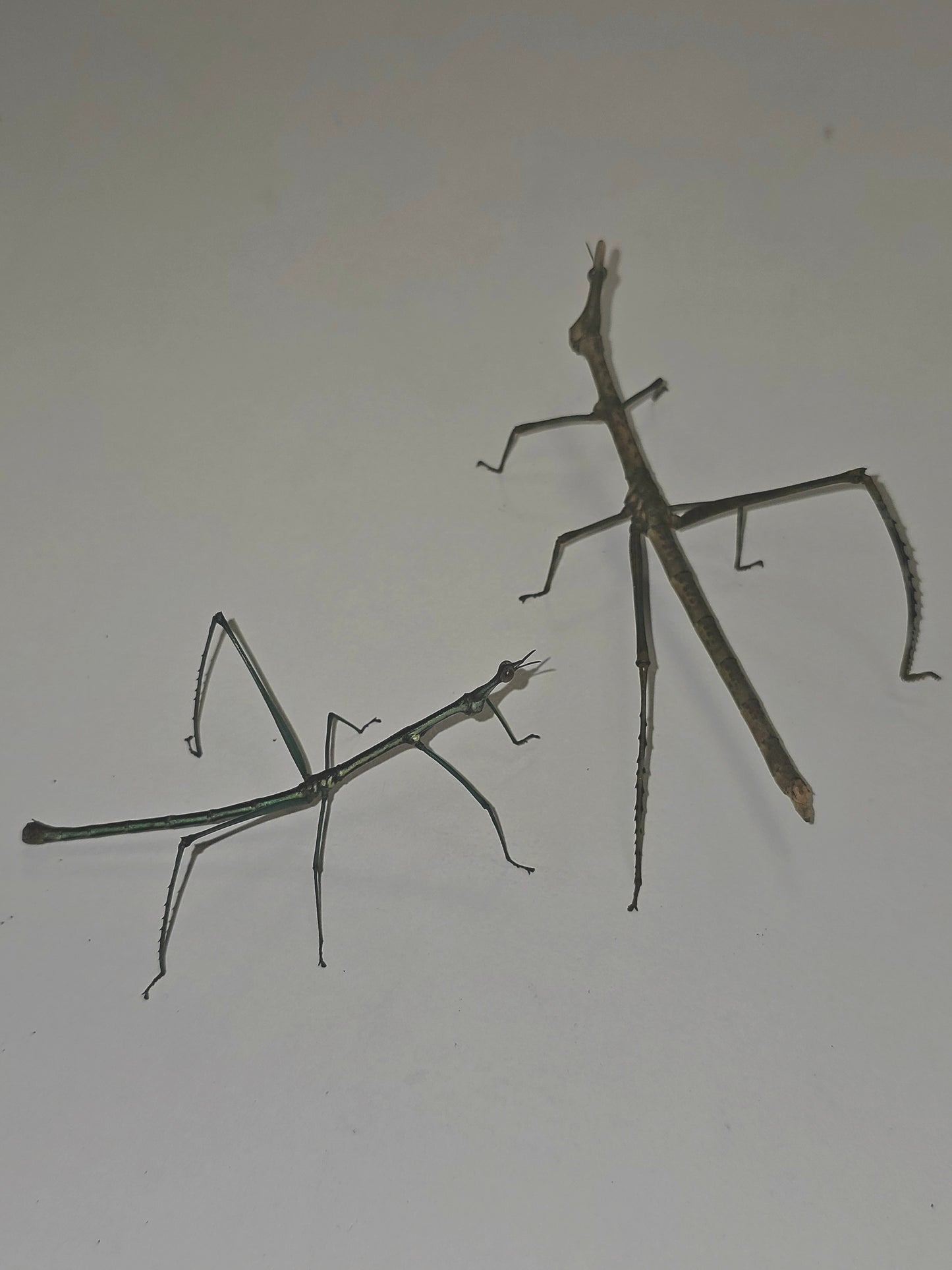 Pseudoproscopia scabra couple Sub