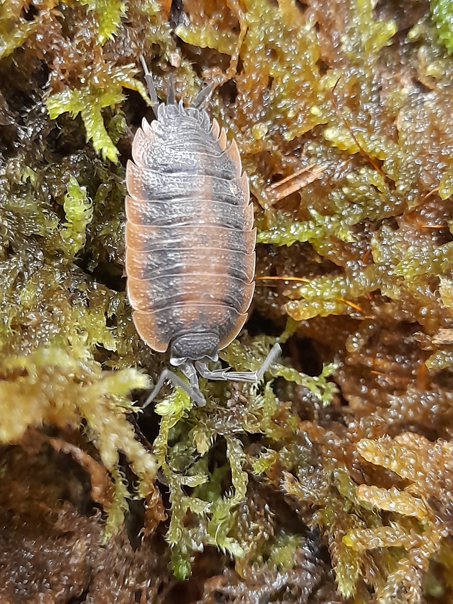 Porcellio silvestri Lots de 5