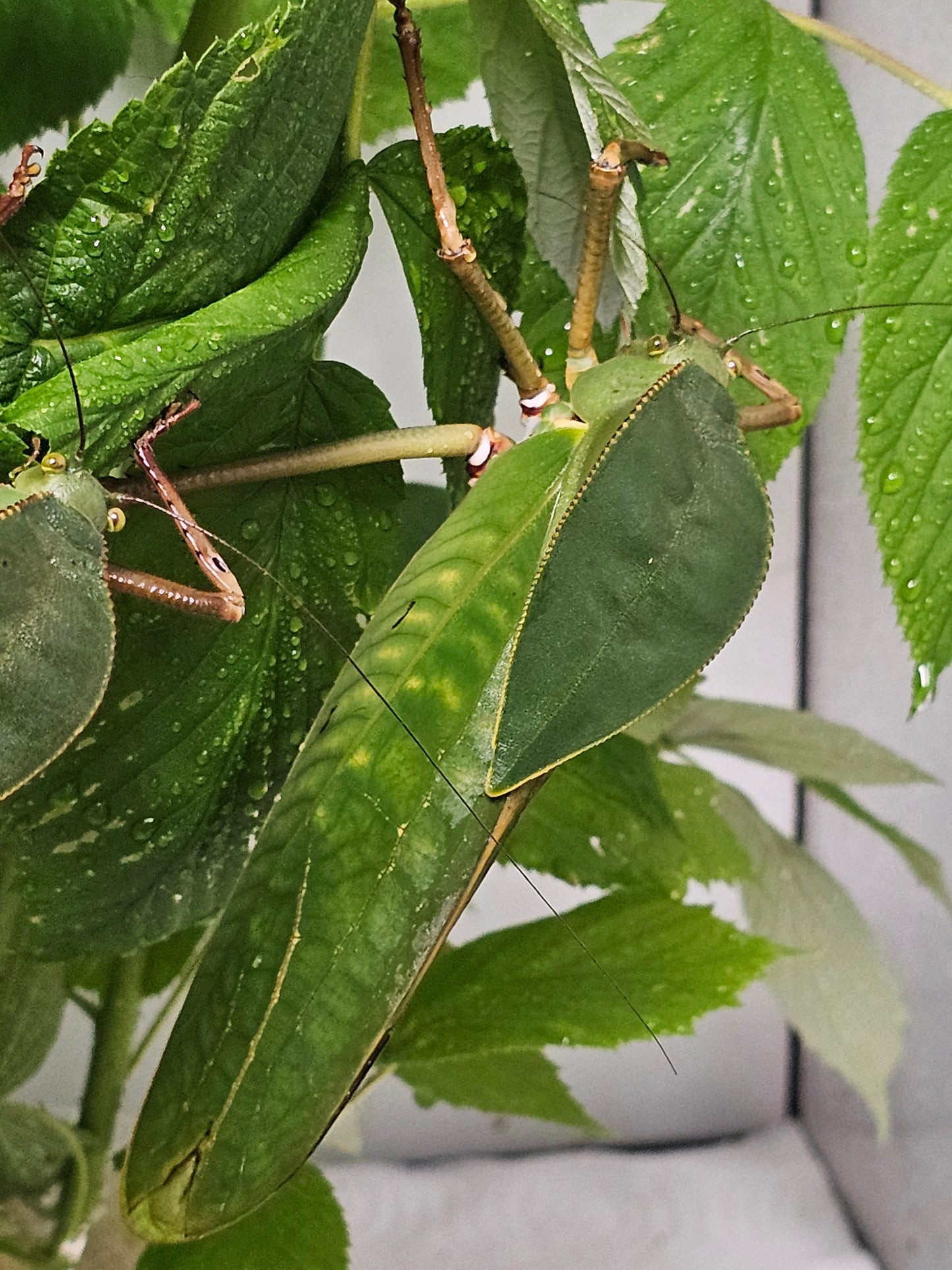 Siliquofera grandis