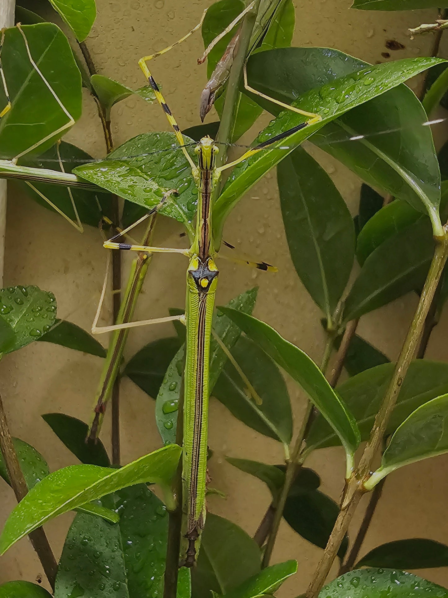 Necroscia annulipes lots de 4