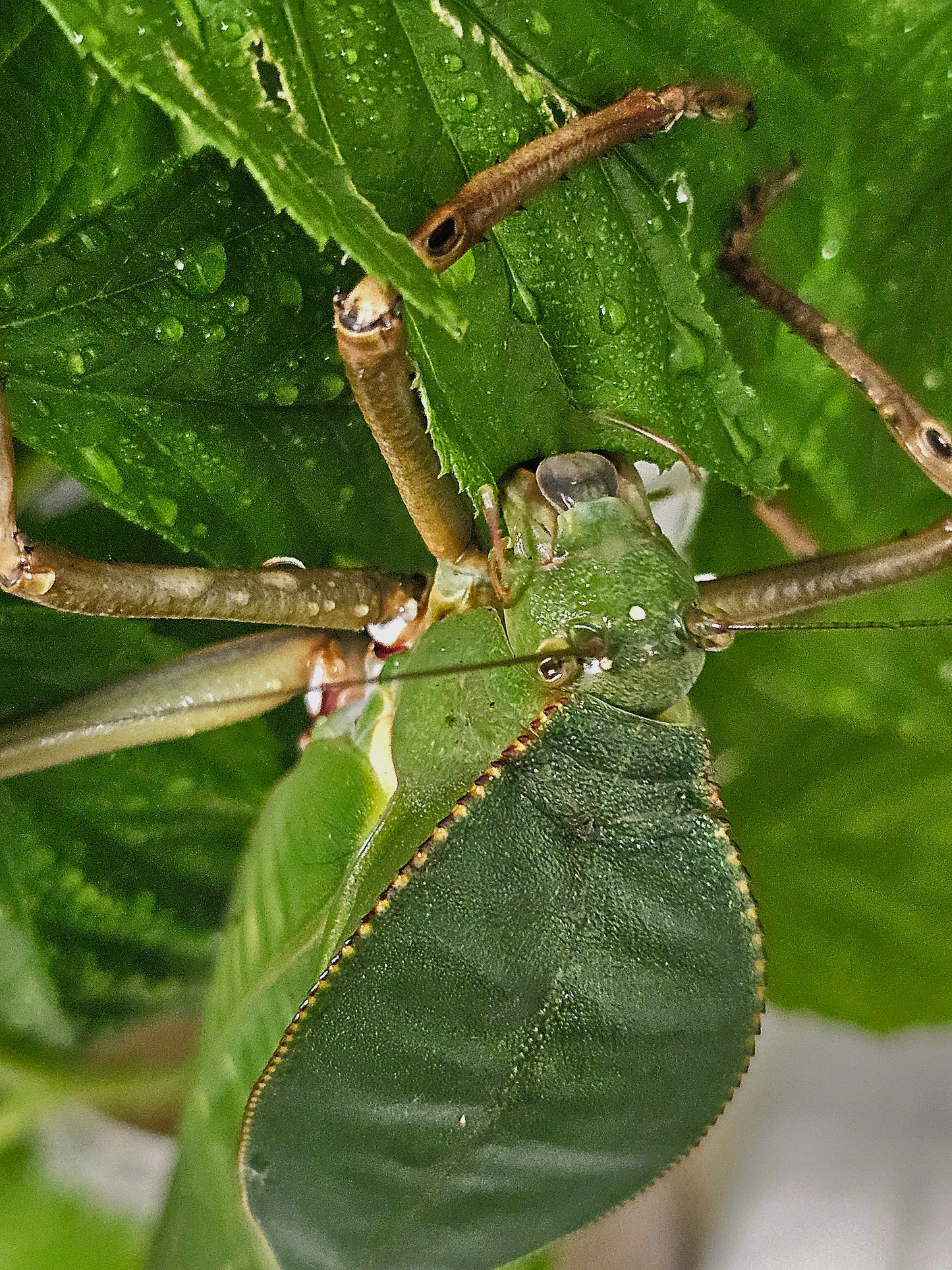 Siliquofera grandis