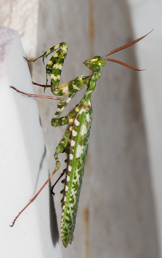 Blepharopsis mendica