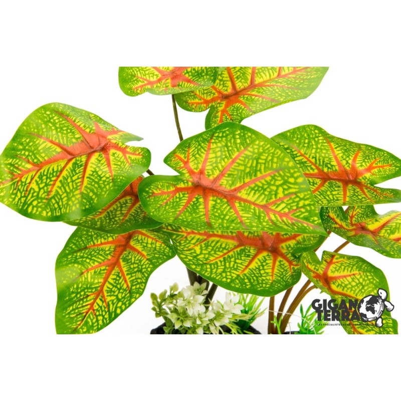Caladium