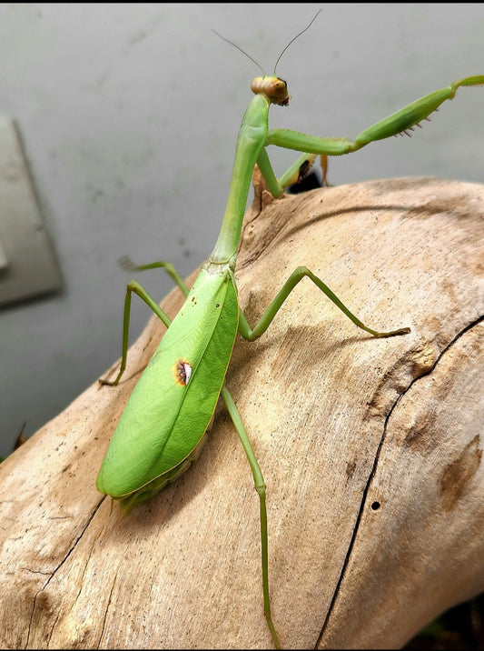 Stagmatoptera femoralis