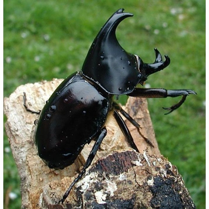 Xylotrupes gideon Larve L3