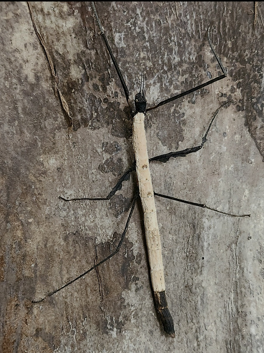 Lobofemora scheirei couple adulte