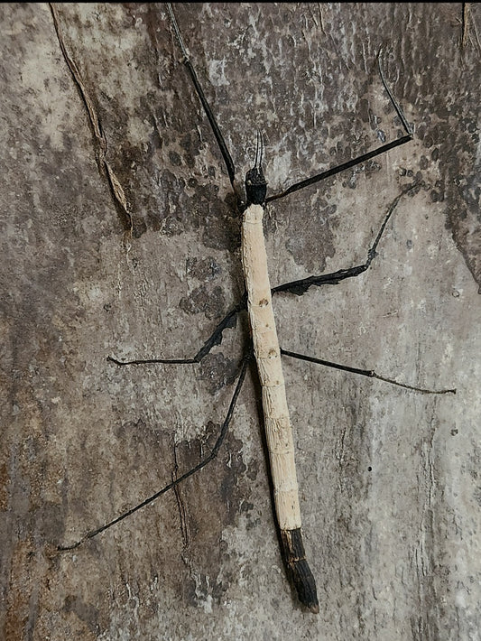 Lobofemora scheirei couple adulte