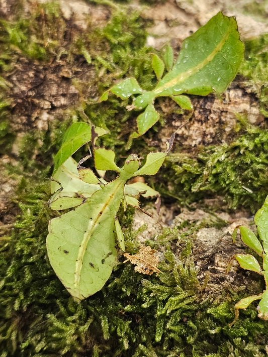 Cryptophyllium limogesi Thac Krong Kmar 