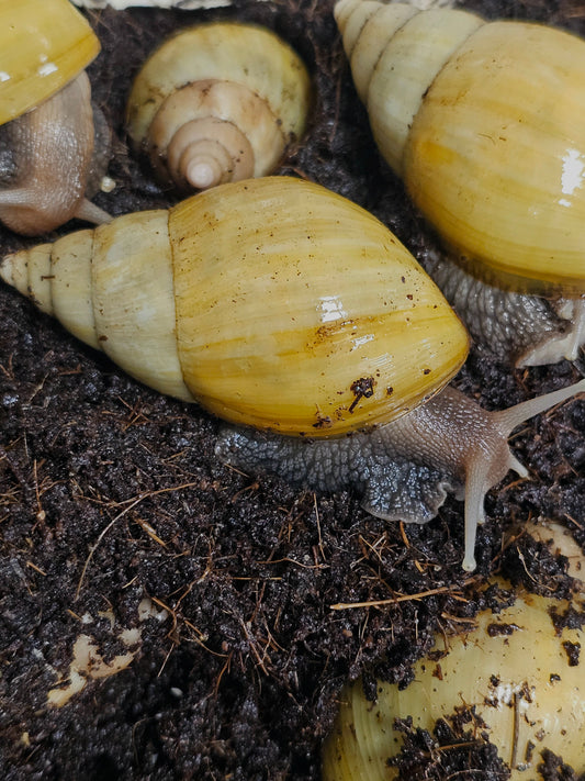 Lissachatina fulica rodatzi