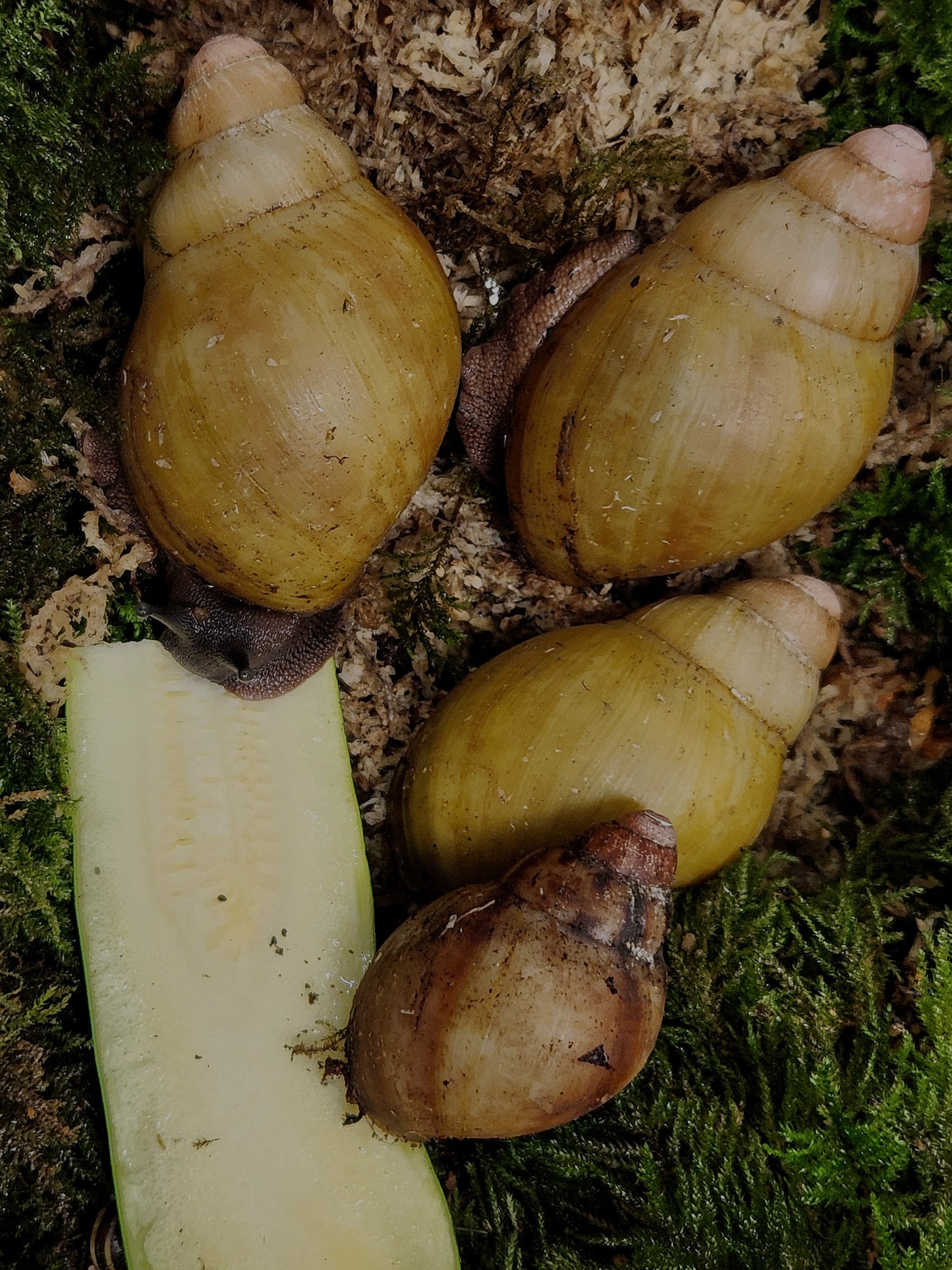 Archachatina marginata grevillei