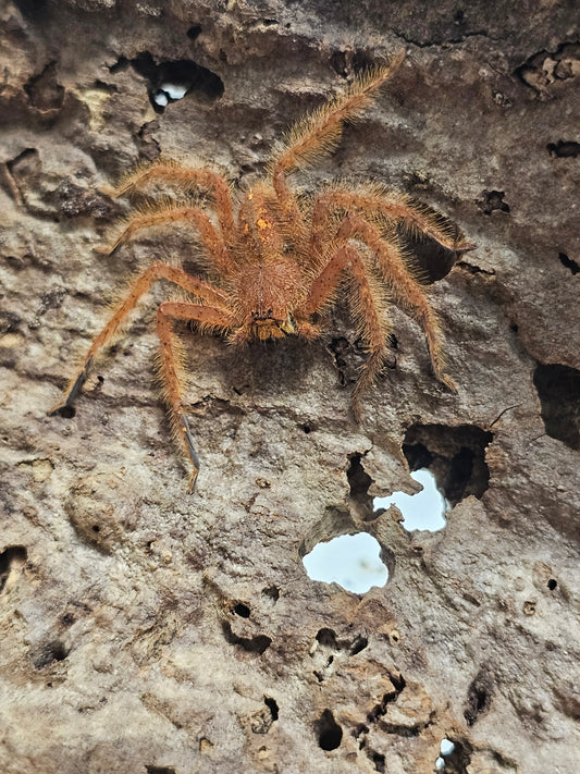 Heteropoda Davidbowie individus sub et adulte