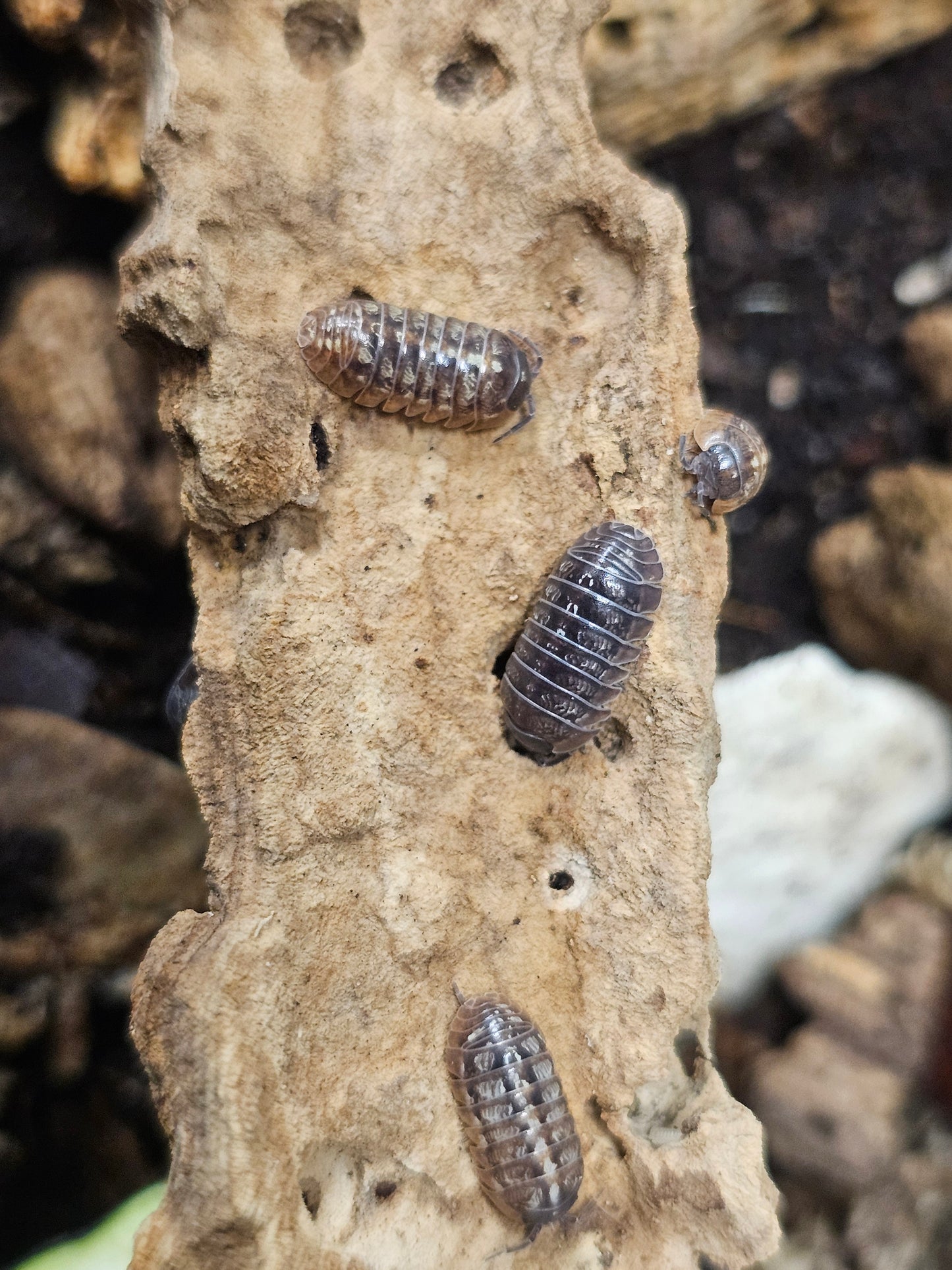 Armadillidium stagnoense Lot de 10