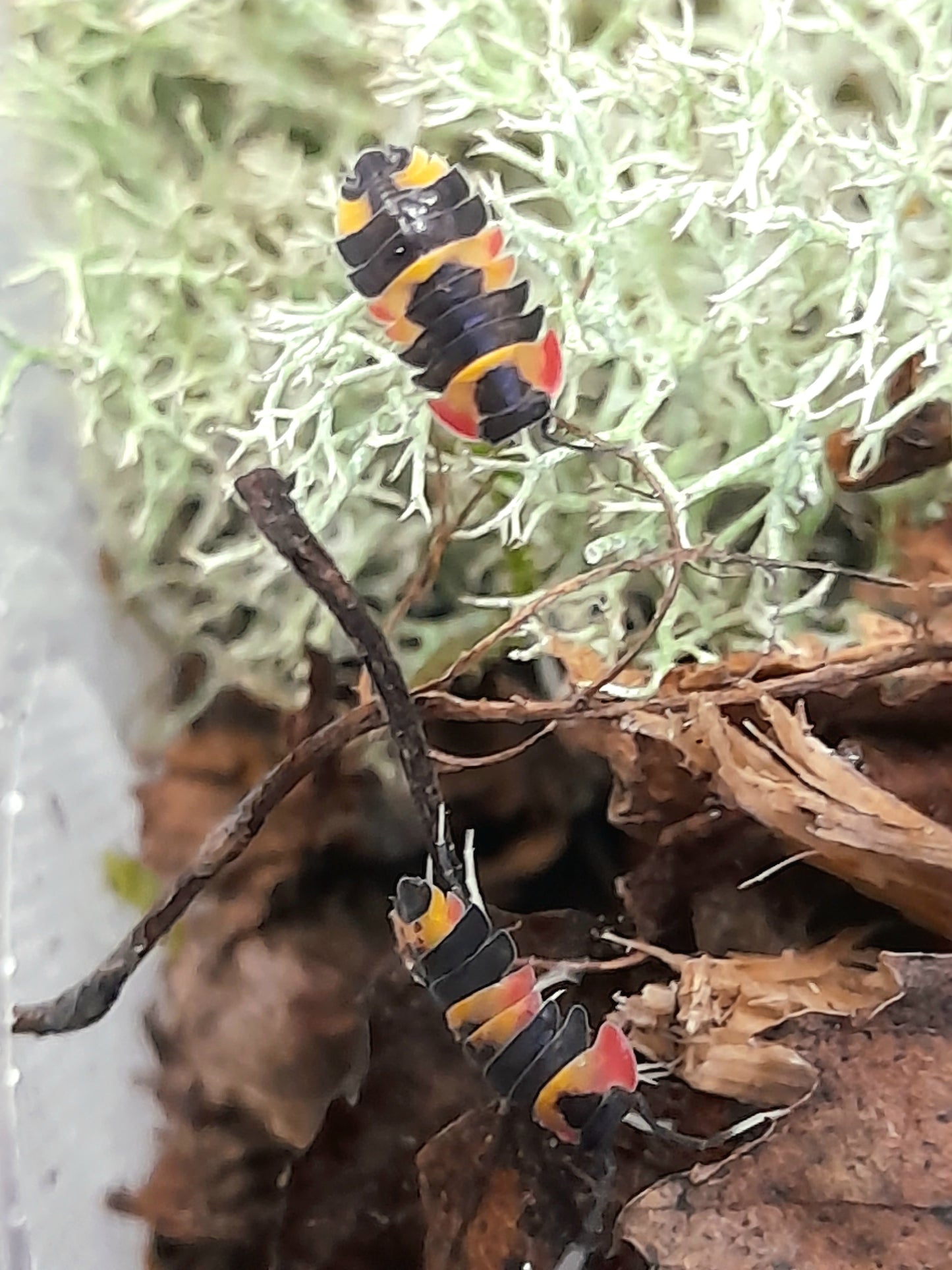 Merulanella sp " Tricolor" Lots de 5