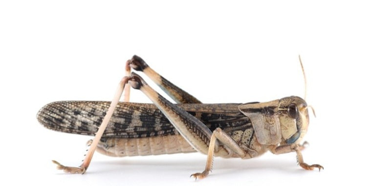 Boite de Sauterelles