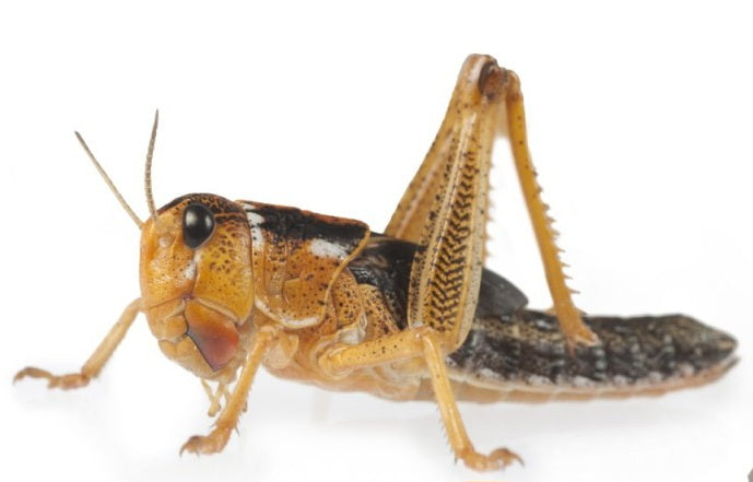 Boite de Sauterelles